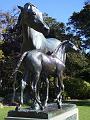 Horses, Royal Botanic Gardens IMGP2751